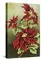 Poinsettia Blossoms-null-Stretched Canvas