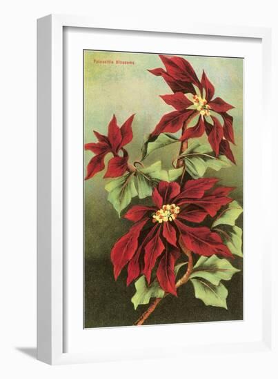 Poinsettia Blossoms-null-Framed Art Print