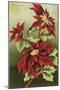 Poinsettia Blossoms-null-Mounted Art Print