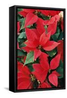 Poinsettia, Christmas Flower-null-Framed Stretched Canvas