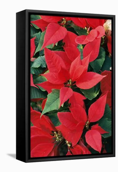 Poinsettia, Christmas Flower-null-Framed Stretched Canvas