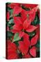 Poinsettia, Christmas Flower-null-Stretched Canvas