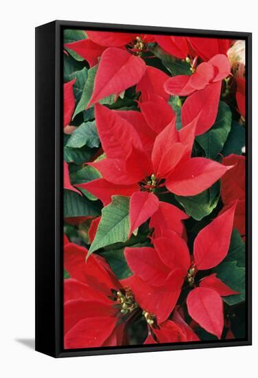 Poinsettia, Christmas Flower-null-Framed Stretched Canvas