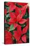 Poinsettia, Christmas Flower-null-Stretched Canvas