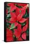 Poinsettia, Christmas Flower-null-Framed Stretched Canvas