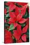 Poinsettia, Christmas Flower-null-Stretched Canvas