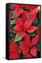 Poinsettia, Christmas Flower-null-Framed Stretched Canvas