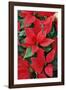 Poinsettia, Christmas Flower-null-Framed Photographic Print