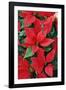 Poinsettia, Christmas Flower-null-Framed Photographic Print