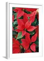 Poinsettia, Christmas Flower-null-Framed Photographic Print