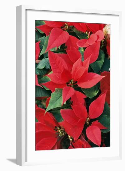 Poinsettia, Christmas Flower-null-Framed Photographic Print