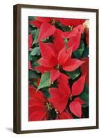 Poinsettia, Christmas Flower-null-Framed Photographic Print