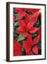 Poinsettia, Christmas Flower-null-Framed Photographic Print