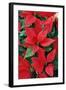 Poinsettia, Christmas Flower-null-Framed Photographic Print