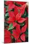Poinsettia, Christmas Flower-null-Mounted Photographic Print