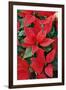 Poinsettia, Christmas Flower-null-Framed Photographic Print