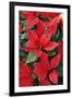 Poinsettia, Christmas Flower-null-Framed Photographic Print