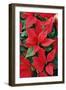 Poinsettia, Christmas Flower-null-Framed Photographic Print