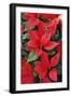 Poinsettia, Christmas Flower-null-Framed Photographic Print