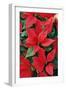 Poinsettia, Christmas Flower-null-Framed Photographic Print