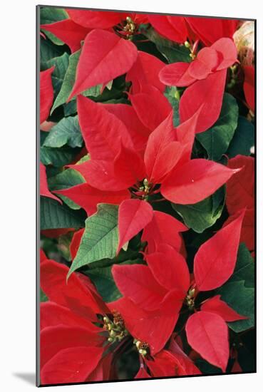 Poinsettia, Christmas Flower-null-Mounted Photographic Print