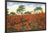 Poinsettia Field, Carlsbad, San Diego County, California-null-Framed Art Print