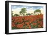 Poinsettia Field, Carlsbad, San Diego County, California-null-Framed Art Print