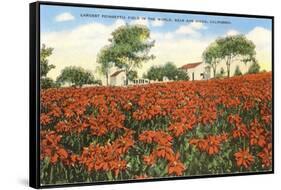 Poinsettia Field, Carlsbad, San Diego County, California-null-Framed Stretched Canvas