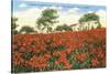 Poinsettia Field, Carlsbad, San Diego County, California-null-Stretched Canvas