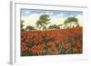 Poinsettia Field, Carlsbad, San Diego County, California-null-Framed Art Print