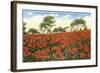 Poinsettia Field, Carlsbad, San Diego County, California-null-Framed Art Print