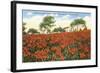 Poinsettia Field, Carlsbad, San Diego County, California-null-Framed Art Print