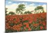 Poinsettia Field, Carlsbad, San Diego County, California-null-Mounted Art Print