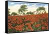 Poinsettia Field, Carlsbad, San Diego County, California-null-Framed Stretched Canvas