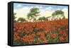 Poinsettia Field, Carlsbad, San Diego County, California-null-Framed Stretched Canvas