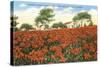 Poinsettia Field, Carlsbad, San Diego County, California-null-Stretched Canvas