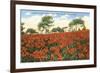 Poinsettia Field, Carlsbad, San Diego County, California-null-Framed Art Print