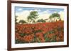 Poinsettia Field, Carlsbad, San Diego County, California-null-Framed Art Print