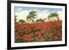 Poinsettia Field, Carlsbad, San Diego County, California-null-Framed Premium Giclee Print