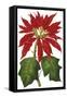 Poinsettia Flowers, 1873-null-Framed Stretched Canvas