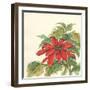 Poinsettia I-Chris Paschke-Framed Art Print