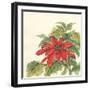 Poinsettia I-Chris Paschke-Framed Art Print