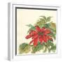 Poinsettia I-Chris Paschke-Framed Art Print