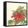 Poinsettia I-Chris Paschke-Framed Stretched Canvas