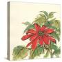 Poinsettia I-Chris Paschke-Stretched Canvas