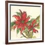 Poinsettia II-Chris Paschke-Framed Art Print