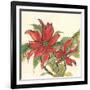 Poinsettia II-Chris Paschke-Framed Art Print