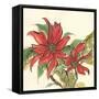 Poinsettia II-Chris Paschke-Framed Stretched Canvas