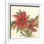 Poinsettia II-Chris Paschke-Framed Art Print