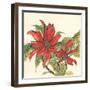 Poinsettia II-Chris Paschke-Framed Art Print